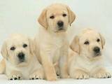 Собаки, щенки Лабрадор ретривер, цена 6000 Грн., Фото