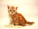 Кошки, котята Британская короткошерстная, цена 4900 Грн., Фото