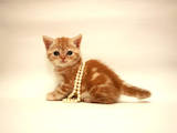 Кішки, кошенята Британська короткошерста, ціна 4900 Грн., Фото