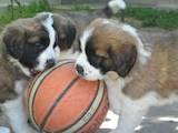 Собаки, щенки Московская сторожевая, цена 2000 Грн., Фото