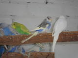 Попугаи и птицы Попугаи, цена 100 Грн., Фото