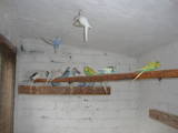 Папуги й птахи Папуги, ціна 100 Грн., Фото