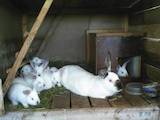 Тваринництво,  Сільгосп тварини Кролики, Нутрії, ціна 150 Грн., Фото