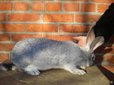 Тваринництво,  Сільгосп тварини Кролики, Нутрії, ціна 150 Грн., Фото