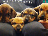 Собаки, щенки Гладкошерстная такса, цена 800 Грн., Фото