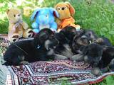 Собаки, щенята Німецька вівчарка, ціна 3600 Грн., Фото
