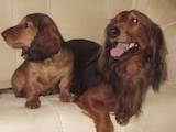 Собаки, щенки Длинношерстная такса, цена 2000 Грн., Фото