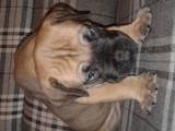Собаки, щенята Південноафриканський Бурбуль, ціна 15000 Грн., Фото