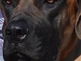 Собаки, щенки Южноафриканский бурбуль, цена 15000 Грн., Фото