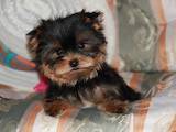 Собаки, щенята Йоркширський тер'єр, ціна 8000 Грн., Фото