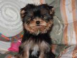 Собаки, щенята Йоркширський тер'єр, ціна 8000 Грн., Фото