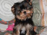 Собаки, щенята Йоркширський тер'єр, ціна 8000 Грн., Фото