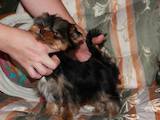 Собаки, щенята Йоркширський тер'єр, ціна 8000 Грн., Фото