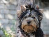 Собаки, щенята Йоркширський тер'єр, ціна 5000 Грн., Фото
