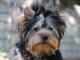 Собаки, щенки Йоркширский терьер, цена 5000 Грн., Фото