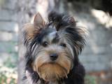 Собаки, щенки Йоркширский терьер, цена 5000 Грн., Фото
