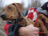 Собаки, щенята Пінчер, ціна 2500 Грн., Фото