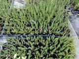 Домашні рослини Вуличні рослини, ціна 30 Грн., Фото