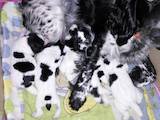 Собаки, щенята Російський спаніель, ціна 5600 Грн., Фото
