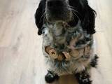 Собаки, щенята Російський спаніель, ціна 5600 Грн., Фото