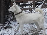 Собаки, щенки Западно-Сибирская лайка, цена 4000 Грн., Фото