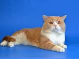 Кішки, кошенята Шотландська короткошерста, ціна 1000 Грн., Фото