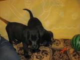 Собаки, щенки Лабрадор ретривер, цена 1800 Грн., Фото