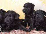 Собаки, щенки Цвергшнауцер, цена 8000 Грн., Фото