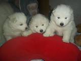 Собаки, щенки Самоед, цена 4500 Грн., Фото