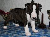 Собаки, щенята Бультер'єр, ціна 11000 Грн., Фото