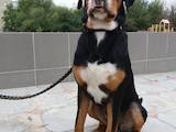 Собаки, щенята Великий Швейцарський зенненхунд, ціна 15000 Грн., Фото