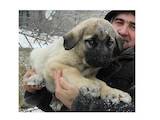 Собаки, щенята Турецька Кангал, ціна 6750 Грн., Фото