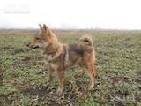 Собаки, щенки Западно-Сибирская лайка, цена 400 Грн., Фото