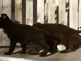 Собаки, щенята Німецька вівчарка, ціна 7000 Грн., Фото