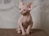 Кішки, кошенята Канадський сфінкс, ціна 3500 Грн., Фото