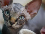 Кішки, кошенята Канадський сфінкс, ціна 5000 Грн., Фото