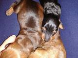 Собаки, щенки Гладкошерстная такса, цена 400 Грн., Фото