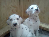 Собаки, щенята Далматин, ціна 3500 Грн., Фото