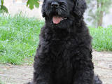 Собаки, щенята Чорний тер'єр, ціна 5000 Грн., Фото