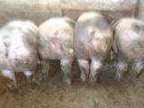 Животноводство,  Сельхоз животные Свиньи, цена 50 Грн., Фото
