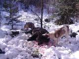 Собаки, щенята Західно-Сибірська лайка, ціна 10000 Грн., Фото