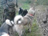 Собаки, щенята Західно-Сибірська лайка, ціна 10000 Грн., Фото