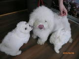 Собаки, щенки Бишон фрисе, цена 3000 Грн., Фото