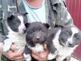 Собаки, щенята Російсько-Європейська лайка, ціна 1200 Грн., Фото