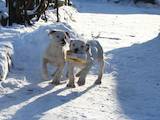 Собаки, щенята Американський бульдог, ціна 3000 Грн., Фото