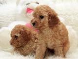 Собаки, щенки Малый пудель, цена 4000 Грн., Фото