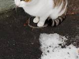 Кошки, котята Неизвестная порода, Фото