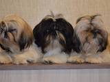 Собаки, щенята Ши-тцу, ціна 3800 Грн., Фото