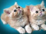 Кішки, кошенята Екзотична короткошерста, ціна 6500 Грн., Фото