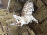 Кішки, кошенята Бенгальськая, ціна 3000 Грн., Фото